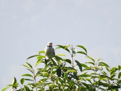 Psittacula columboides