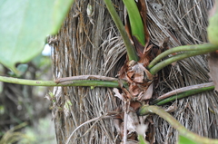 Anthurium roseospadix