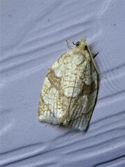 Adoxophyes negundana