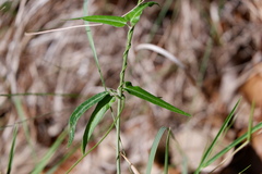 Funastrum crispum