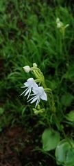Habenaria grandifloriformis