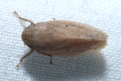 Negosiana negotiosa