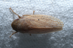 Negosiana negotiosa