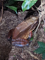 Leptodactylus pentadactylus