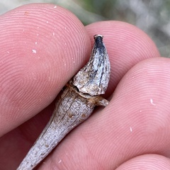 Neolasioptera allioniae