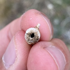 Neolasioptera allioniae