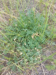 Oxytropis caespitosa