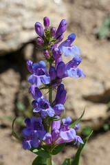 Penstemon payettensis