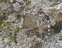 Leptotes delalande