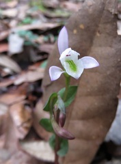 Triphora trianthophoros