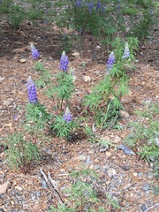 Lupinus sericeus