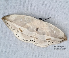 Cyclidia substigmaria