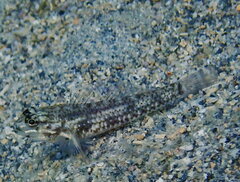 Coryphopterus