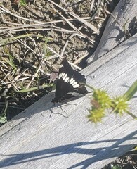 Limenitis lorquini
