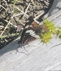 Limenitis lorquini