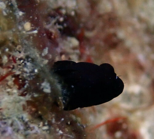 Glass Blenny