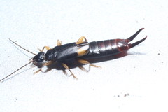 Marava pulchella