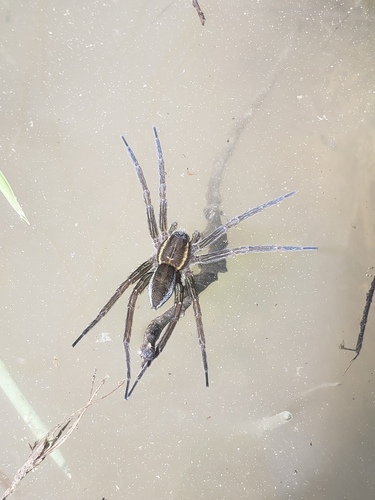 Six-spotted fishing spider