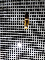 Conoderus vespertinus