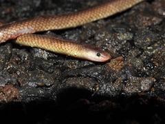 Cryptophis boschmai