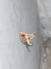 Endotricha repandalis