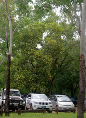 Acacia mangium × spirorbis