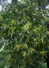Acacia mangium × spirorbis