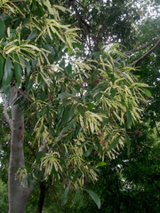 Acacia mangium × spirorbis
