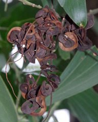Acacia mangium × spirorbis
