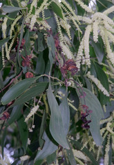 Acacia mangium × spirorbis