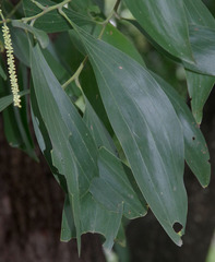 Acacia mangium × spirorbis