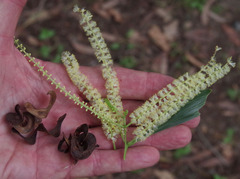Acacia mangium × spirorbis