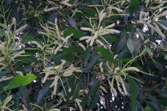 Acacia mangium × spirorbis