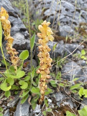 Corallorhiza striata vreelandii