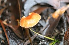 Laccaria canaliculata