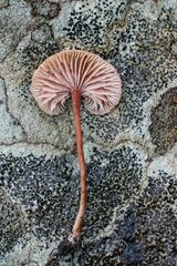Laccaria canaliculata