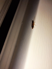 Conoderus vespertinus