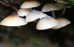 Mycena yuulongicola