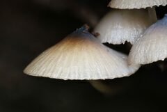Mycena yuulongicola
