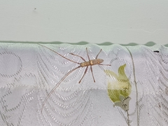 Olenecamptus bilobus