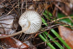 Mycena yuulongicola