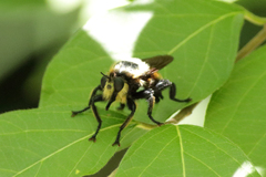 Laphria grossa