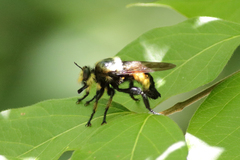 Laphria grossa