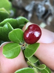 Exobasidium arctostaphyli