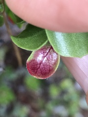 Exobasidium arctostaphyli
