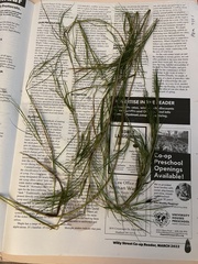 Potamogeton strictifolius