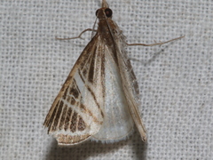 Phrataria transcissata
