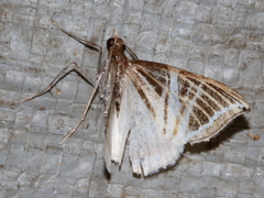 Phrataria transcissata