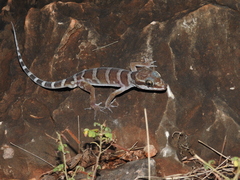 Cyrtodactylus mcdonaldi