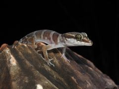 Cyrtodactylus mcdonaldi